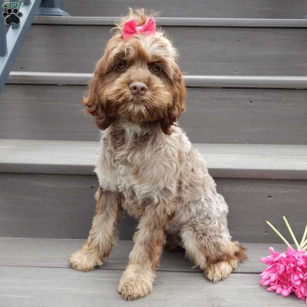 Willow, Cockapoo Puppy